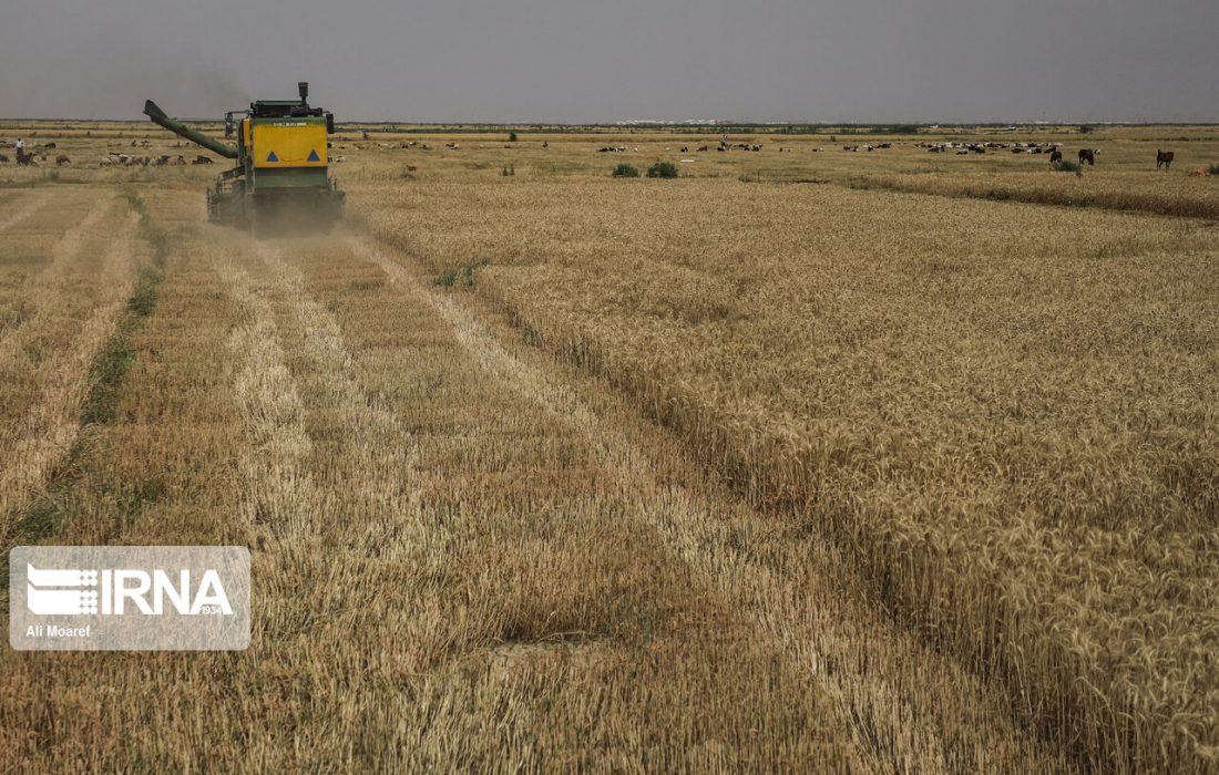 برداشت گندم و کلزا در شوش آغاز شد