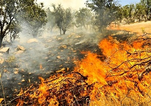مهار آتش سوزی در پارک ملی کرخه