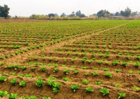 ۶ ساعت قطع برق اجباری چاه‌های آب کشاورزان شوش را آزار می دهد