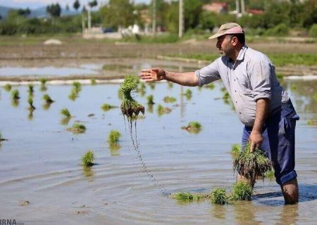 کشت شلتوک در بیش از ۲۳ هزار هکتار زمین‌ کشاورزی شوش