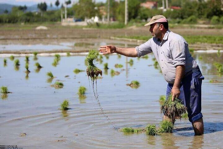 کشت شلتوک در بیش از ۲۳ هزار هکتار زمین کشاورزی شوش