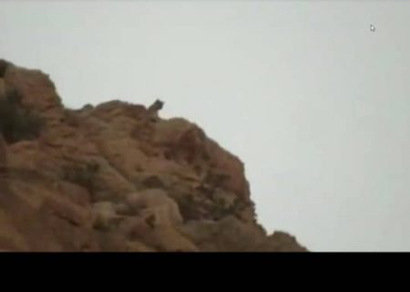 مشاهده یک قلاده پلنگ در بهبهان