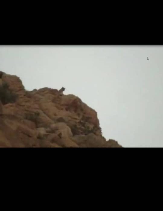 مشاهده یک قلاده پلنگ در بهبهان