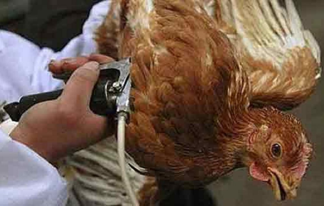 واکسیناسیون ۱۲هزار قطعه طیور در شوش