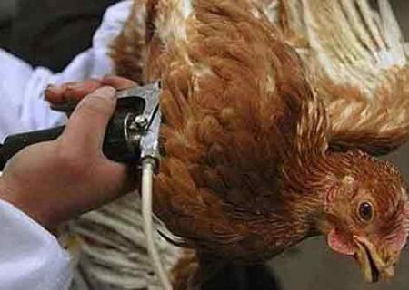 واکسیناسیون ۱۲هزار قطعه طیور در شوش