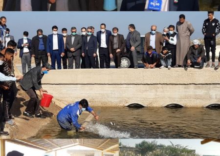 ۸۰ هزار قطعه بچه ماهی در تالاب شادگان رهاسازی شد