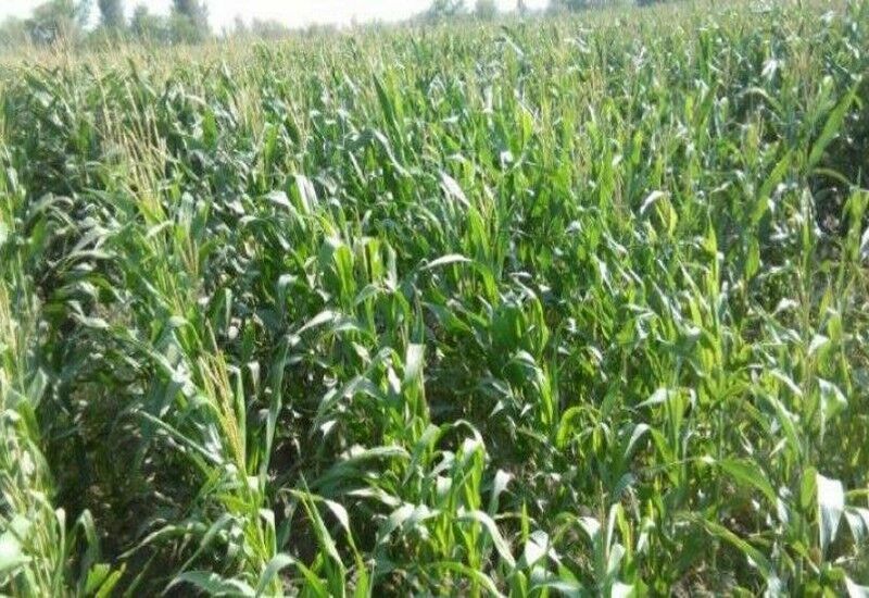 ۱۲ هزار و ۵۰۰ هکتار از اراضی شوش به کشت ذرت اختصاص یافت