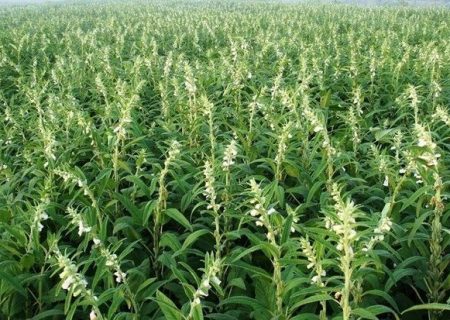 کشت کنجد ناشکوفا برای نخستین بار در ۶۰ هکتار از اراضی شوش