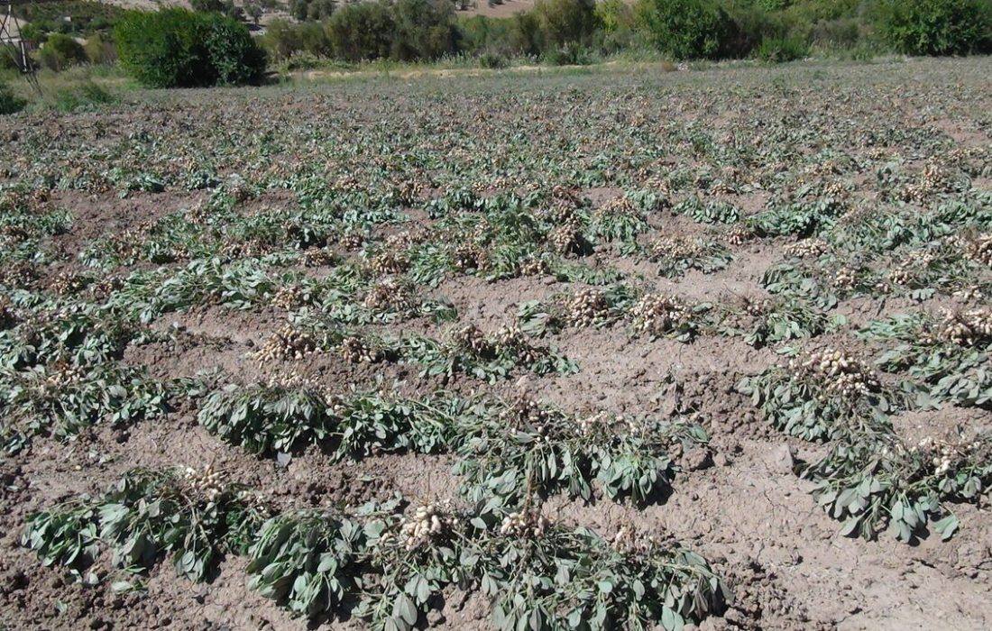 فرماندار : قیمت زمین در روستای عمله سیف شوش کاهش یافت