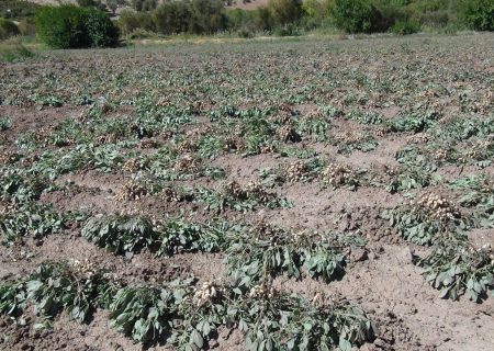 فرماندار : قیمت زمین در روستای عمله سیف شوش کاهش یافت