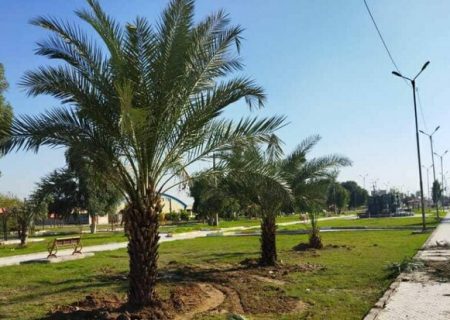 بیش از ۱۵۰۰ اصله نهال در فضای سبز شهر شوش کاشته شد