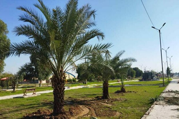 بیش از ۱۵۰۰ اصله نهال در فضای سبز شهر شوش کاشته شد