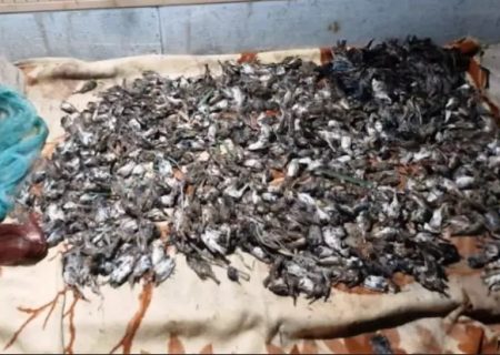 متخلفان کشتار پرندگان ایلامی در شوش دستگیر و شناسایی شدند