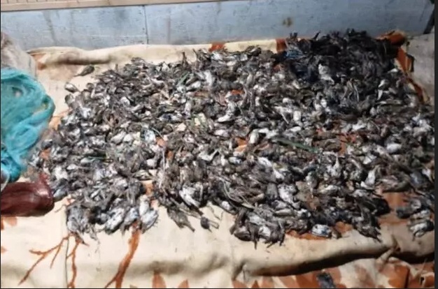 متخلفان کشتار پرندگان ایلامی در شوش دستگیر و شناسایی شدند