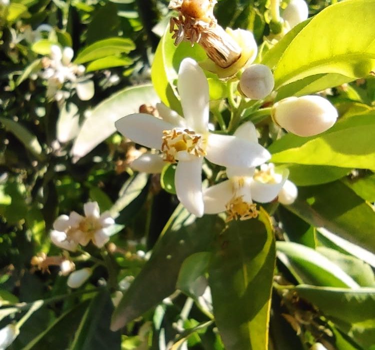 گزارش تصویری از طبیعت روستای رفسنجانی (مزعل ضمدی) بخش فتح المبین شهرستان شوش