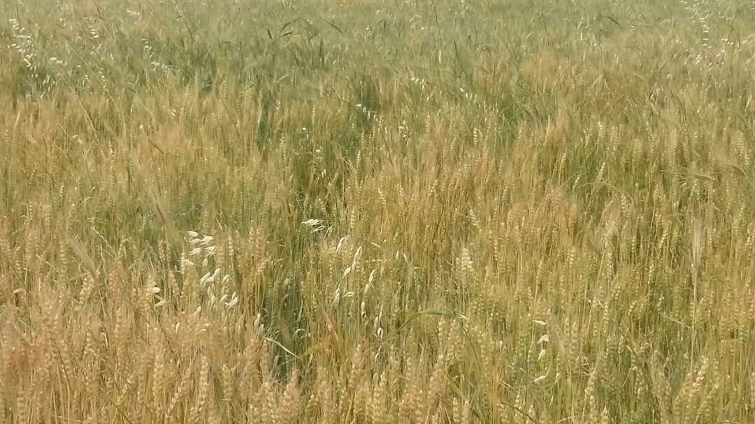 سم و کود بی کیفیت ، بلای جان کشاورزان شوش شد