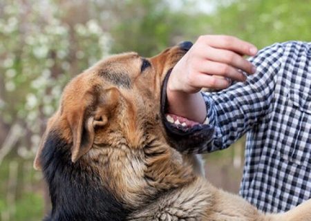 دادستان شوش دستور بررسی فوری حادثه حمله سگ به کودک چهار ساله را صادر کرد